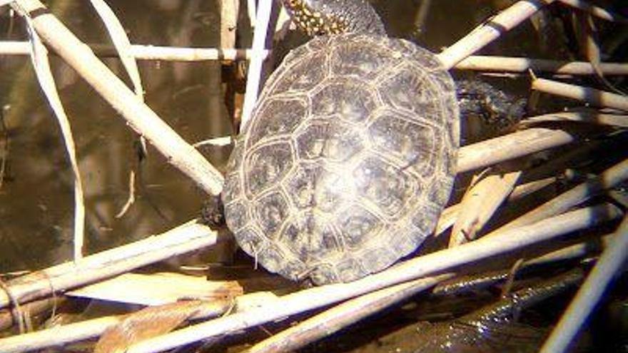 Galápagos en  el Duero