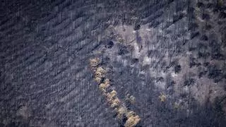 Incendios forestales en Catalunya y resto de España, en directo | Última hora de los fuegos en Cáceres y Senet (Lleida)