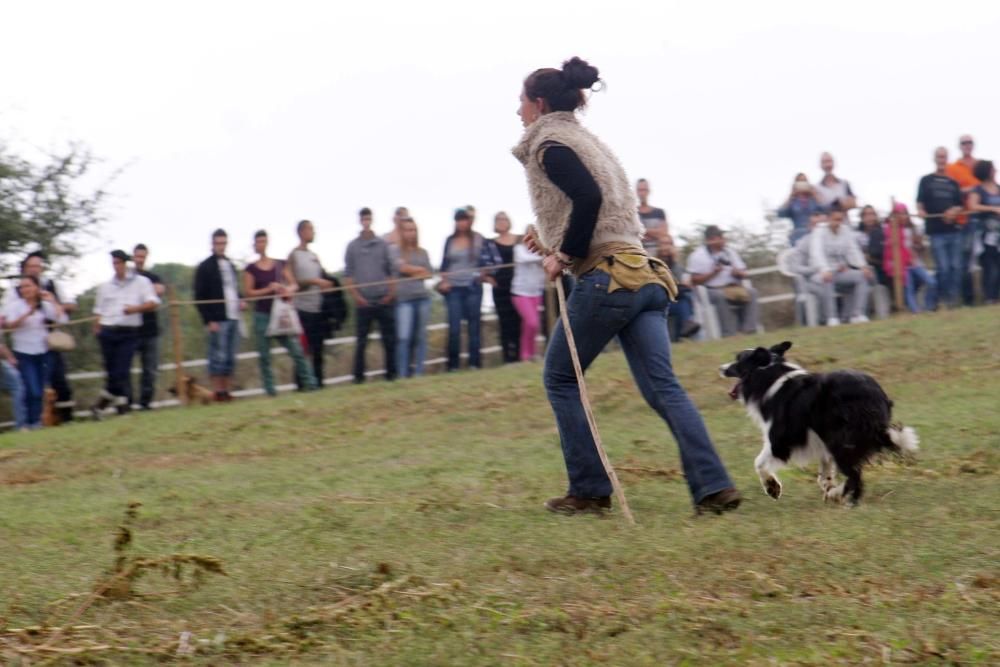 Concurs de gossos d''atura de Castellterçol