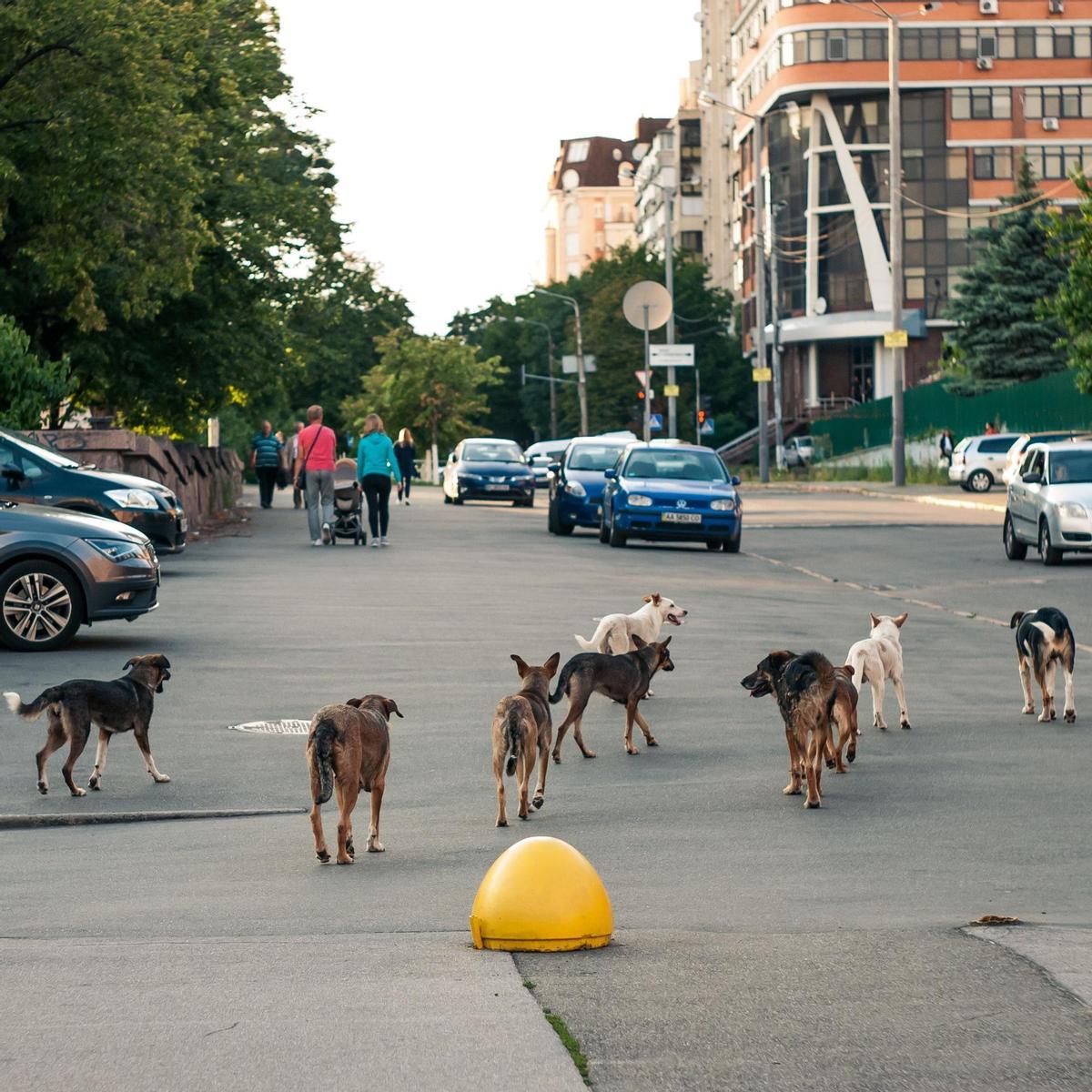 Casi mil accidentes con víctimas por atropello de mascotas entre 2016 y 2020