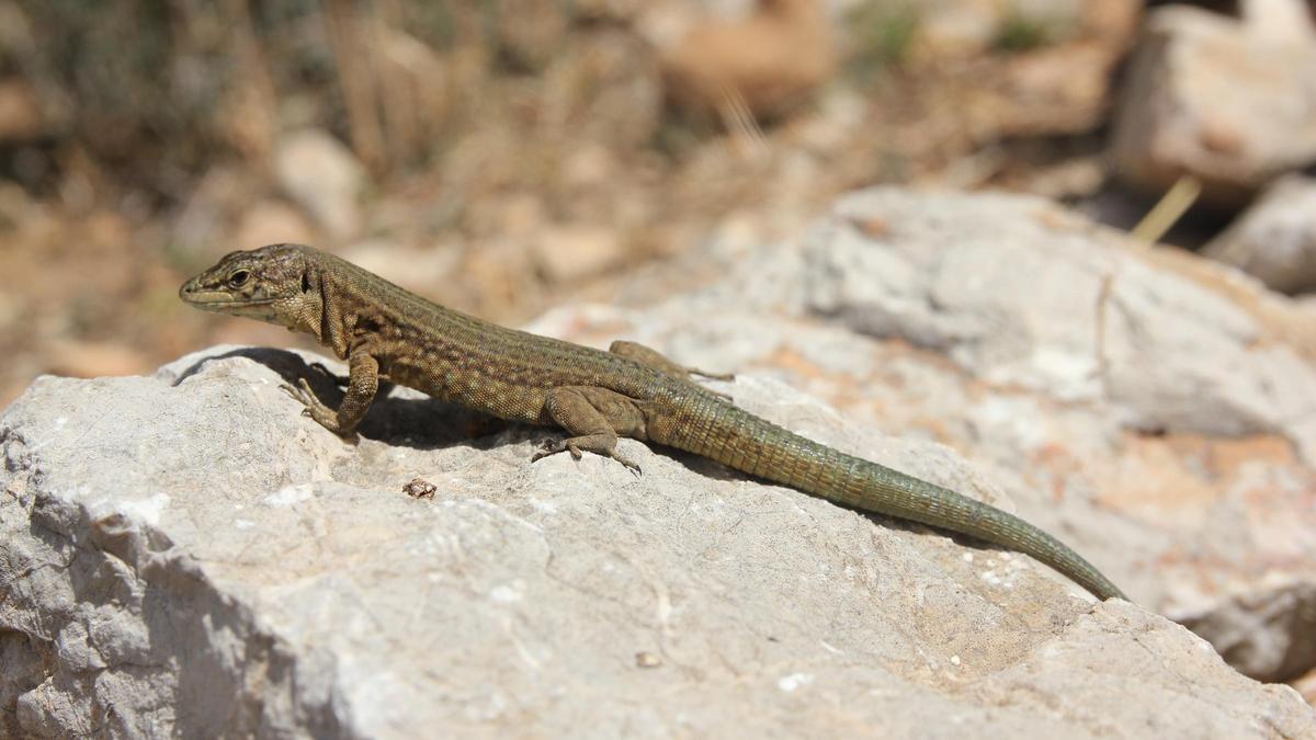 Echter „Drache“ auf der Insel Sa Dragonera.