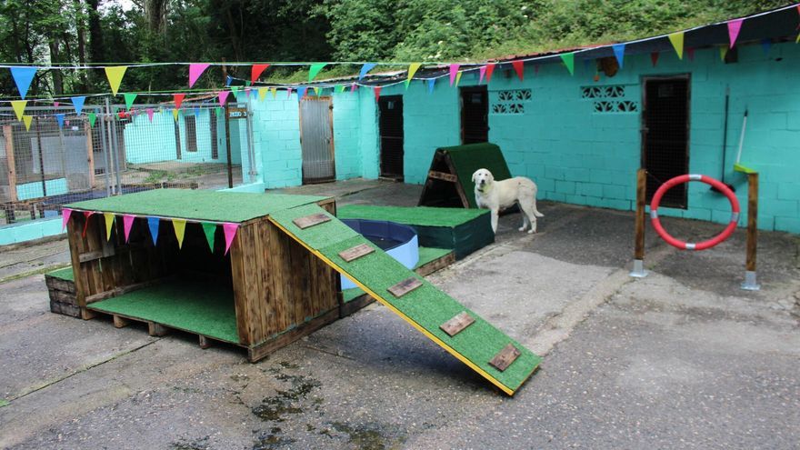 Concienciar contra el abandono de mascotas en verano: los albergues de Langreo y Mieres empiezan una época dura en situaciones diferentes