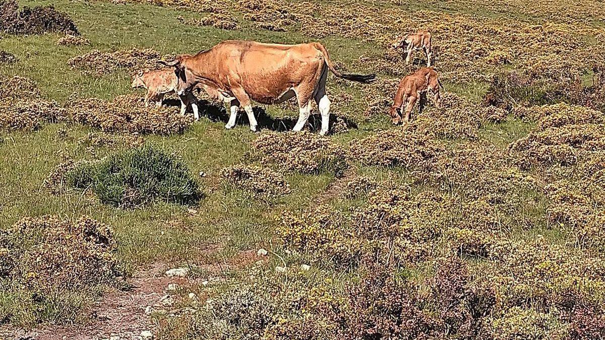 Una vaca junto a unos terneros en una zona de pasto en la sierra sanabresa.