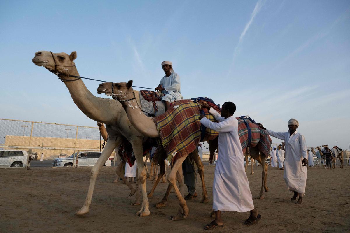 Carrera de camellos con jinetes-robot en Al Sheehaniya (Doha).