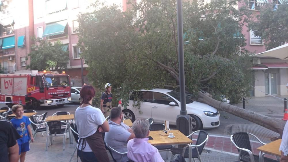 Cae un árbol en la calle Mariano Ribera