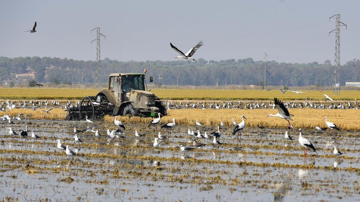 Recoleccion de arroz en Isla Mayor.