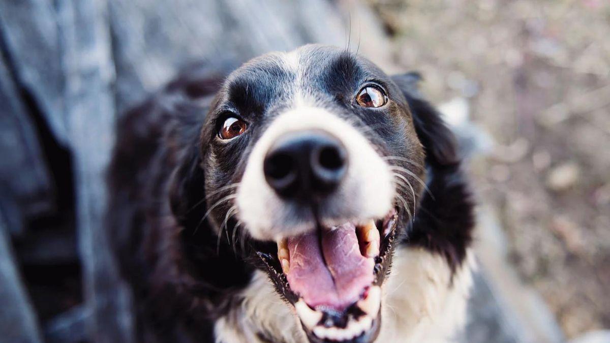 Trucos para proteger a tus mascotas frente a la ola de calor