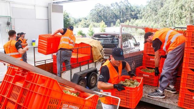 Viticultores de Paco &amp; Lola durante una reciente vendimia.   | // IÑAKI ABELLA