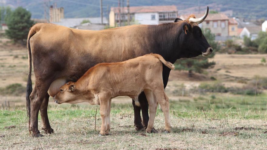 Netflix viaja a los montes de León para documentar la excelencia de las vacas españolas