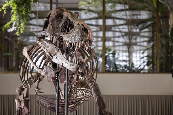 Un esqueleto de T. Rex se vende por 50,1 millones en una subasta en Nueva York