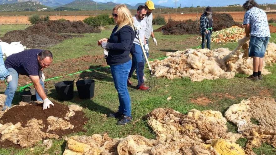 Usos de la lana en Mallorca: Diez fincas participan en una prueba piloto para usar la lana como compost
