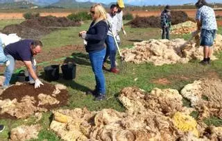 Usos de la lana en Mallorca: Diez fincas participan en una prueba piloto para usar la lana como compost