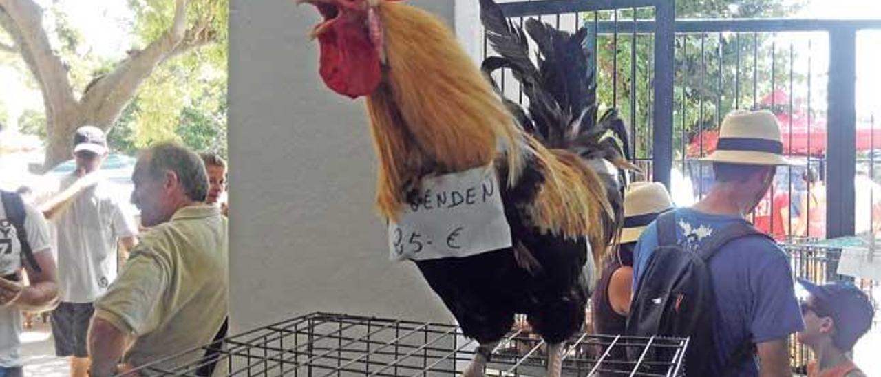 El hermoso gallo de en Pere Pol con el cartelito.