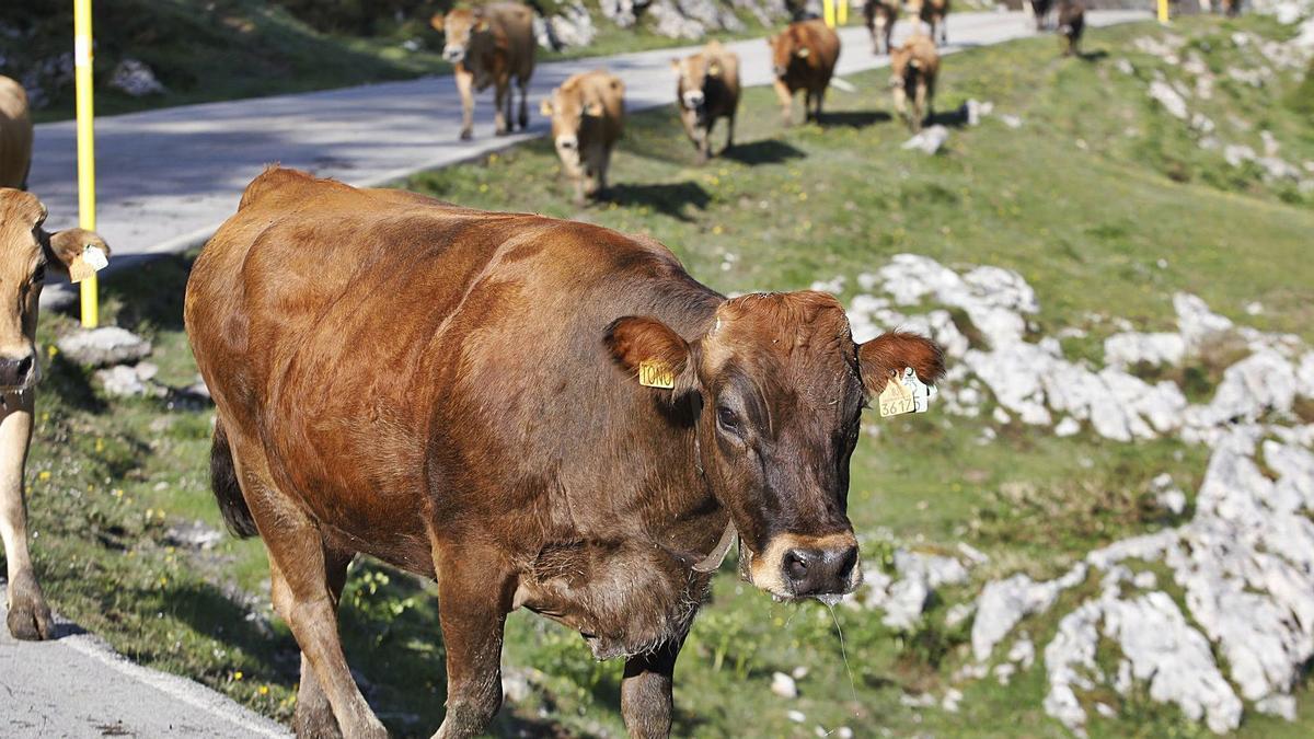 Ganado subiendo a los pastos de los lagos Enol y Ercina. | Ángel González