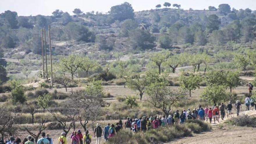 Imagen de una de las zonas de pinadas de Sierra Escalona situada a menos de dos kilómetros del campamento.