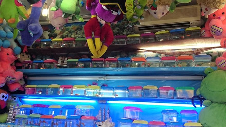 La Policía Local de Yaiza interviene en una caseta de feria que obsequiaba peces y tortugas