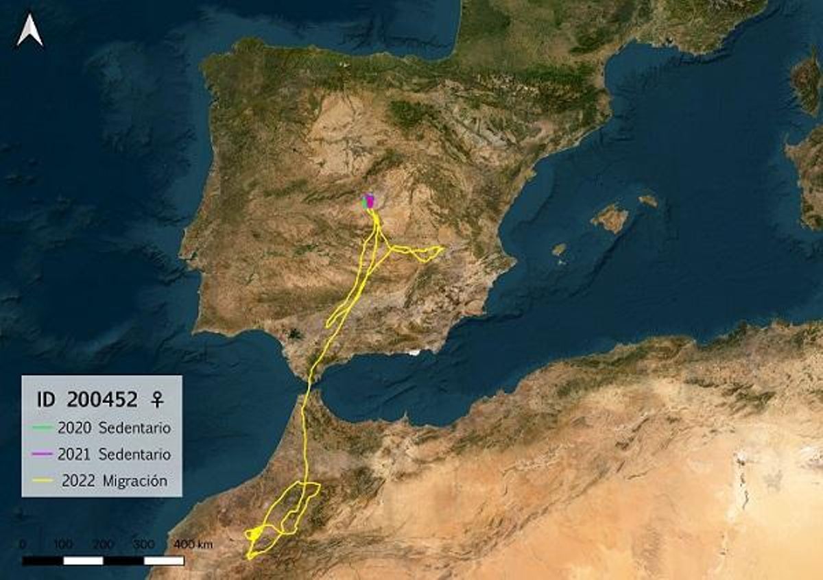 Viaje migratorio de un ejemplar de aguilucho pálido marcado en el programa Migra.