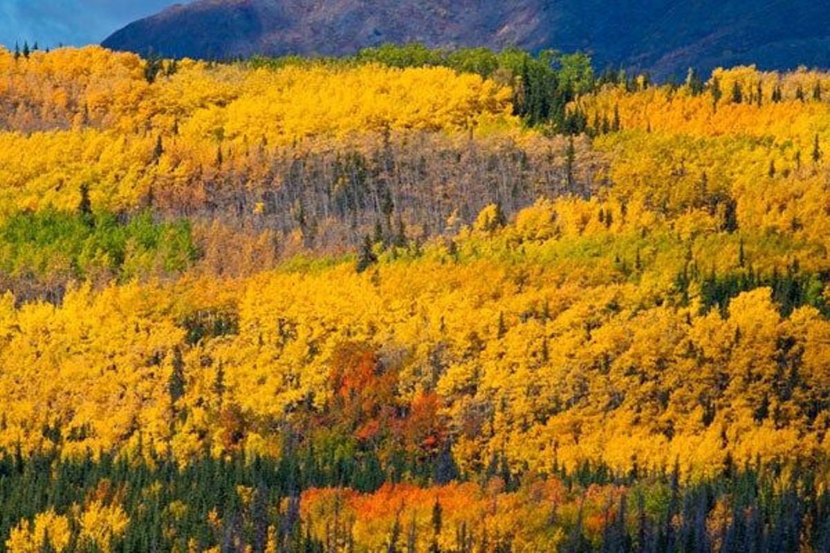 Las hojas del otoño cubren el suelo en el Parque nacional y reserva Wrangell-San Elías.