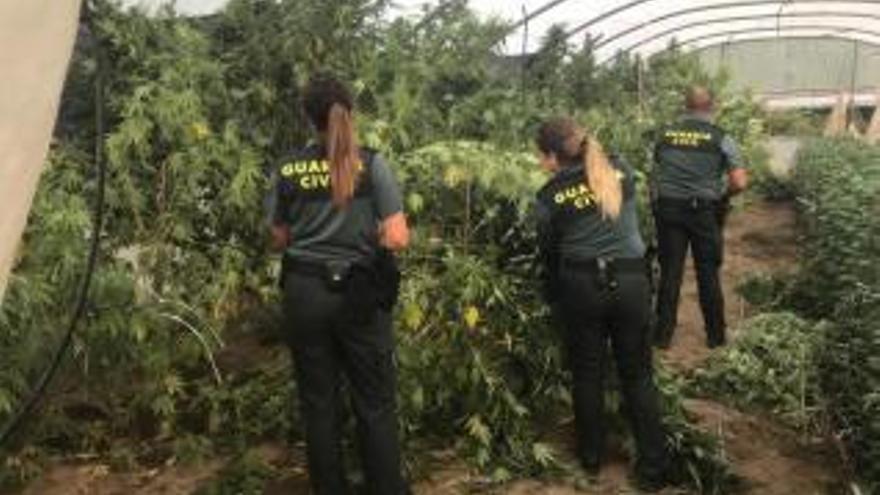 Detenidos en Vigo y Ribadumia al tratar de robar una plantación de marihuana en Cambados