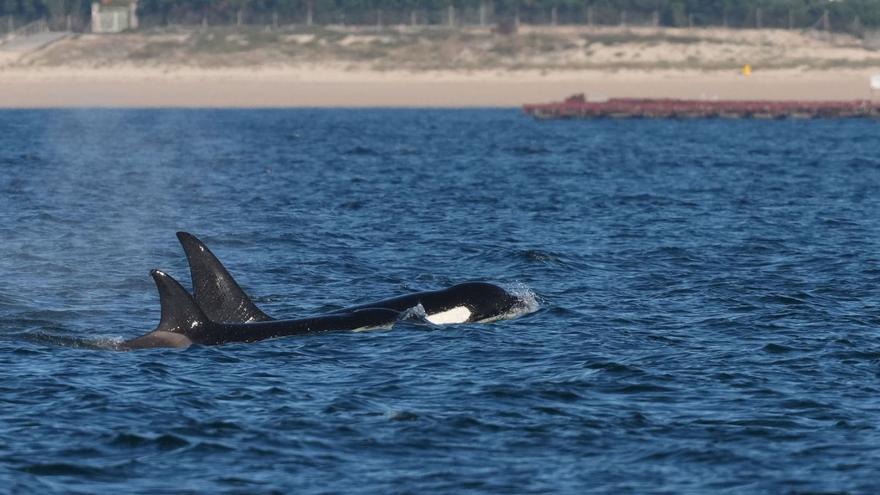 Las orcas nadan de nuevo hacia las Rías Baixas