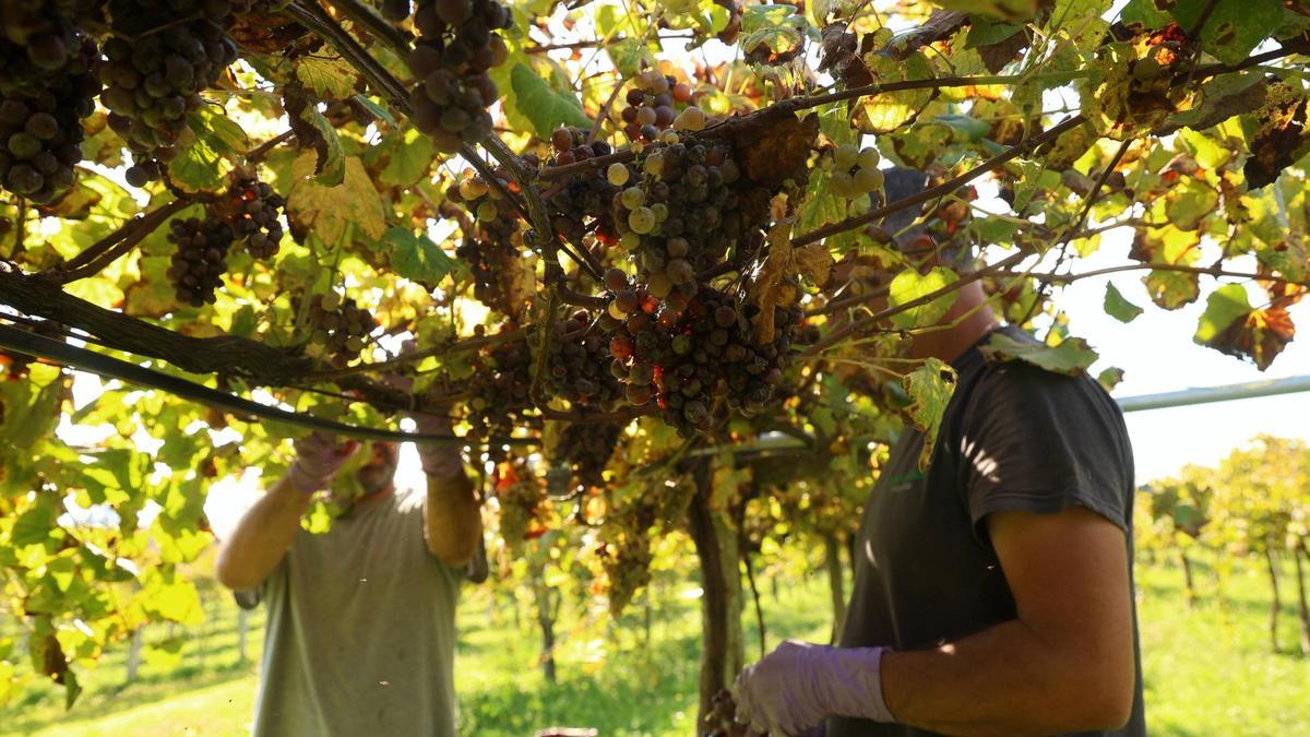 La &quot;vendimia tardía&quot; de Martín Códax, hace escasamente diez días, marcó el fin de la recolección en Rías Baixas.