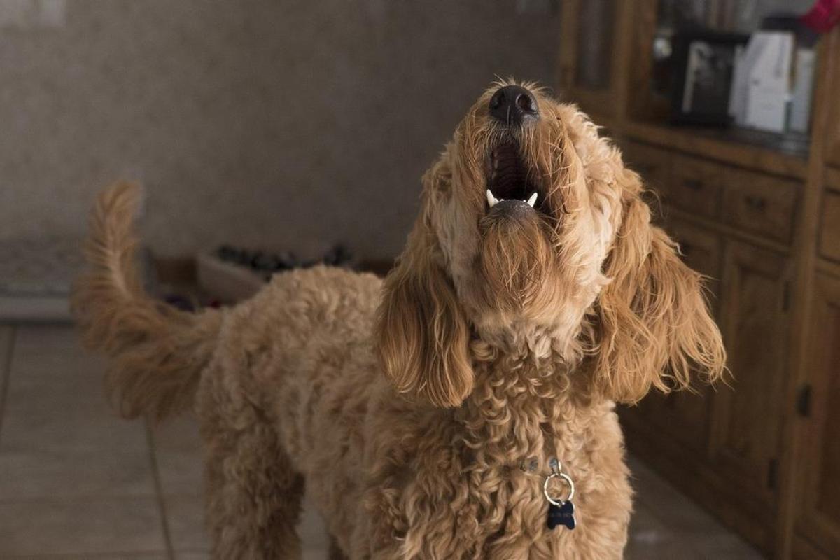 Un perro ladra dentro de una casa