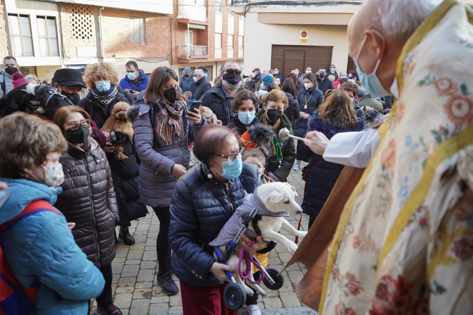 GALERÍA | ¡Benditos animales! Las pequeñas fieras reciben la bendición por San Antón en Zamora