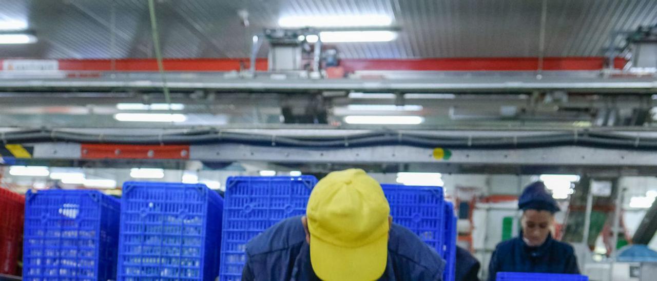 Trabajadores en las instalaciones de Agrícola Villena, antes de la pandemia. | ÁXEL ÁLVAREZ
