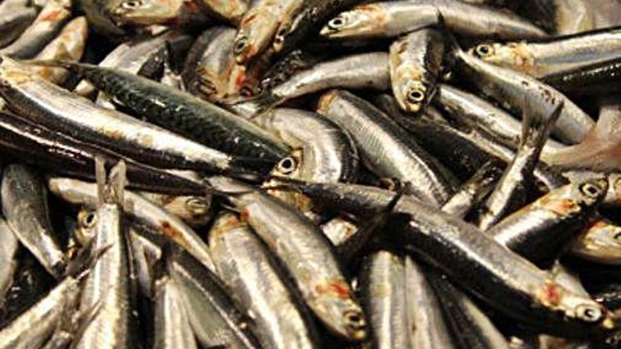 La sardina és un peix ric en omega-3.