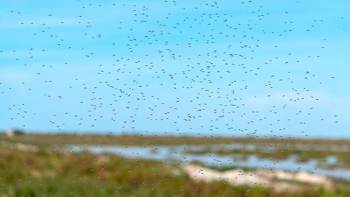 Mosquitos en un paraje natural.