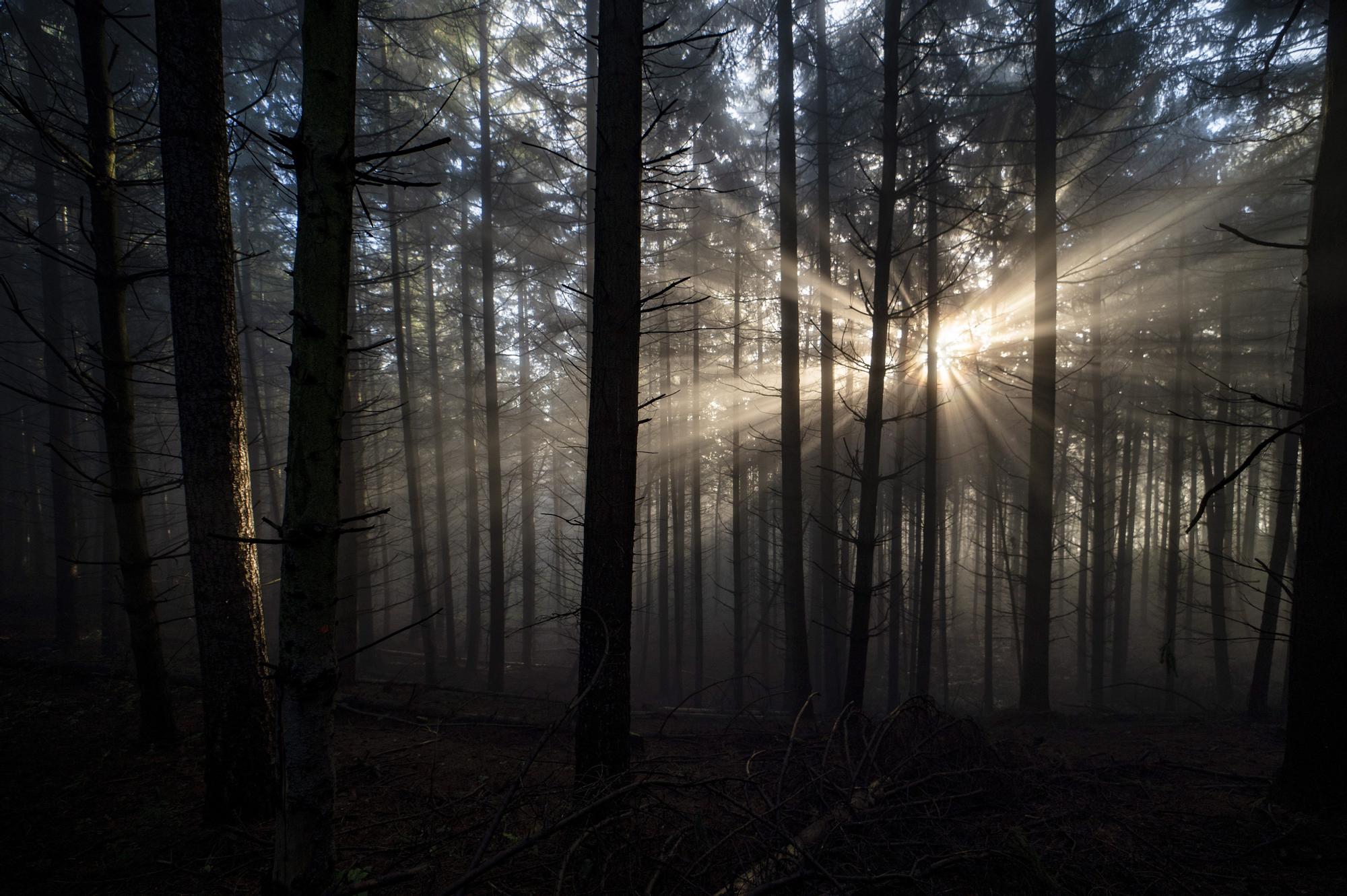 Un bosque en Hungría.