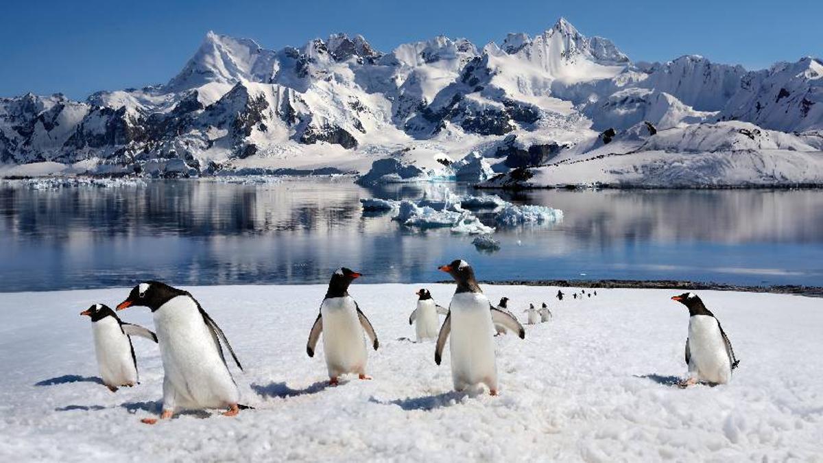 Hay que hacer mención a la vida silvestre: visitando colonias de pingüinos.
