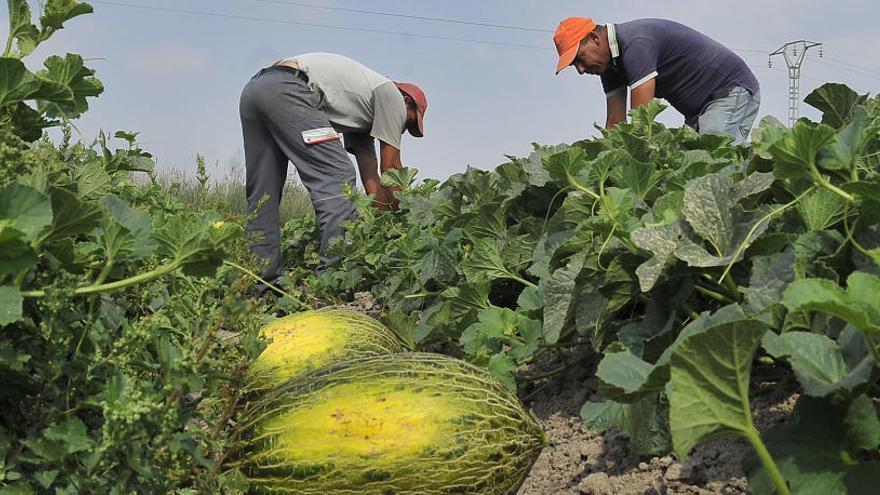 Melón de Carrizales