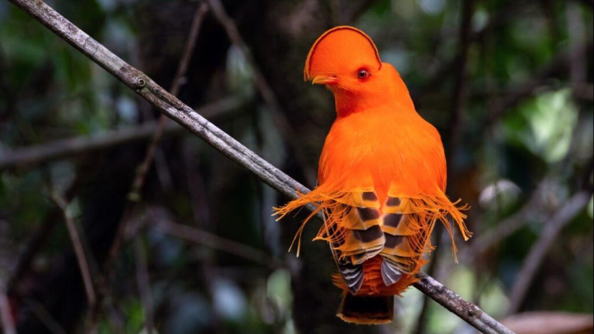 Gallo de roca guayanés (Rupicola rupicola). Sentier des Coqs-de-Roche, Guayana Francesa. Las aves del grupo Passeriformes evolucionaron en ráfagas rápidas que coincidieron con los cambios climáticos.