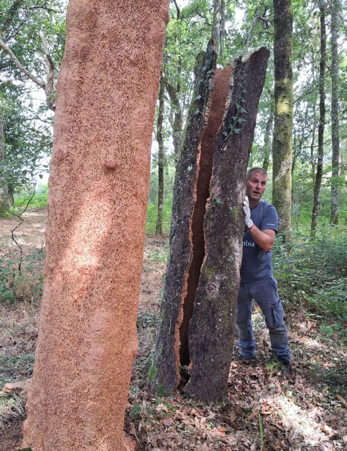 El último descorchador de O Deza: "Aquí hai árbores de 500 anos"