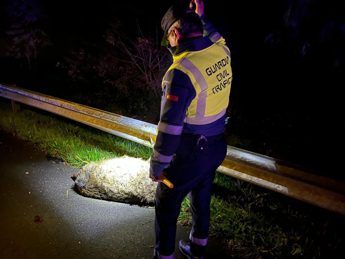 Un agente de la Guardia Civil de Tráfico en el lugar donde fue atropellado un jabalí.