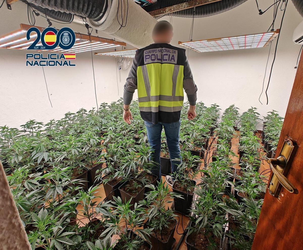 Un agente de la Policía Nacional en la plantación de marihuana desmantelada en la aldea lucentina de Jauja.