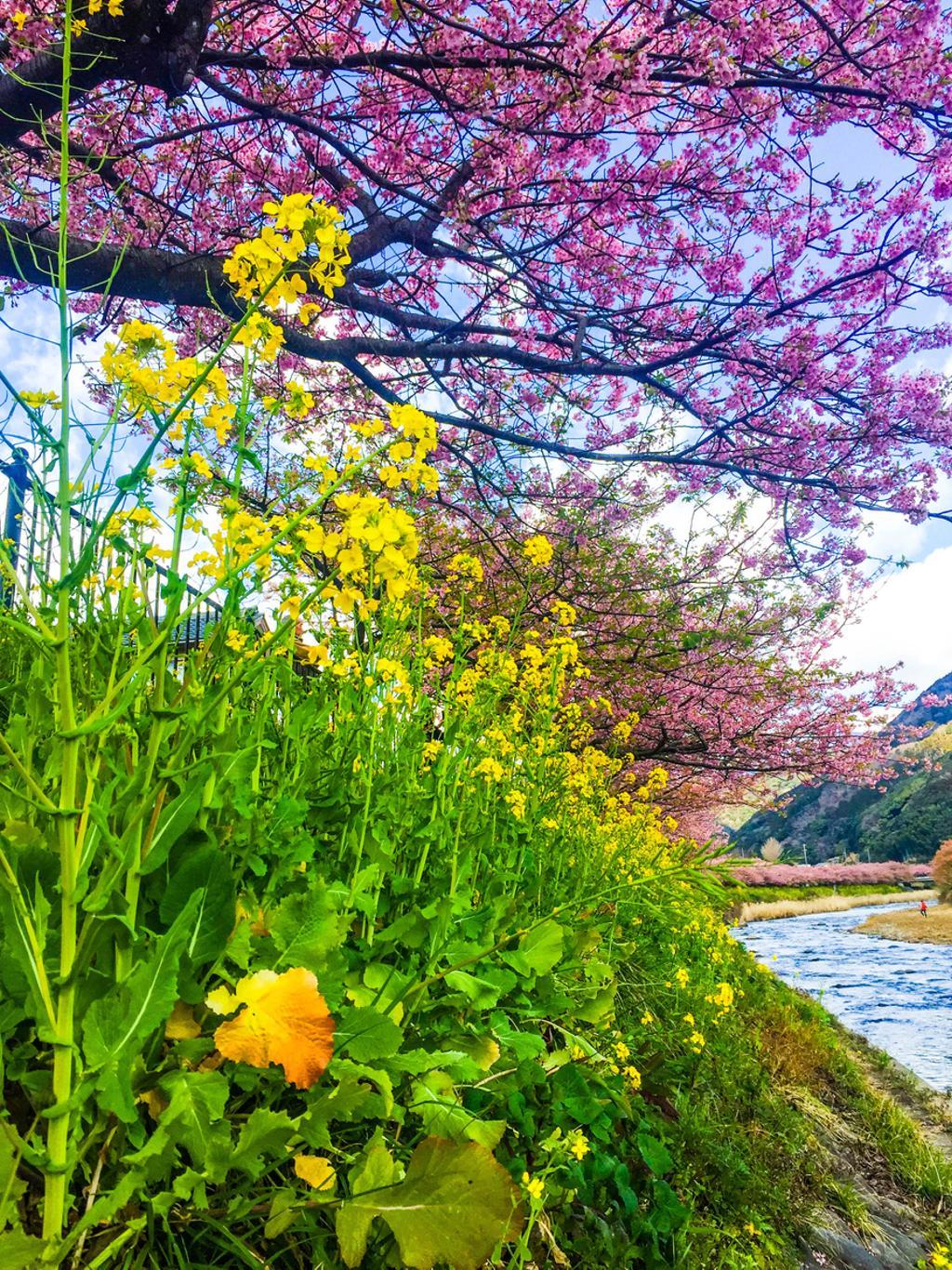 Cerezos en flor de Kawazu, Japón