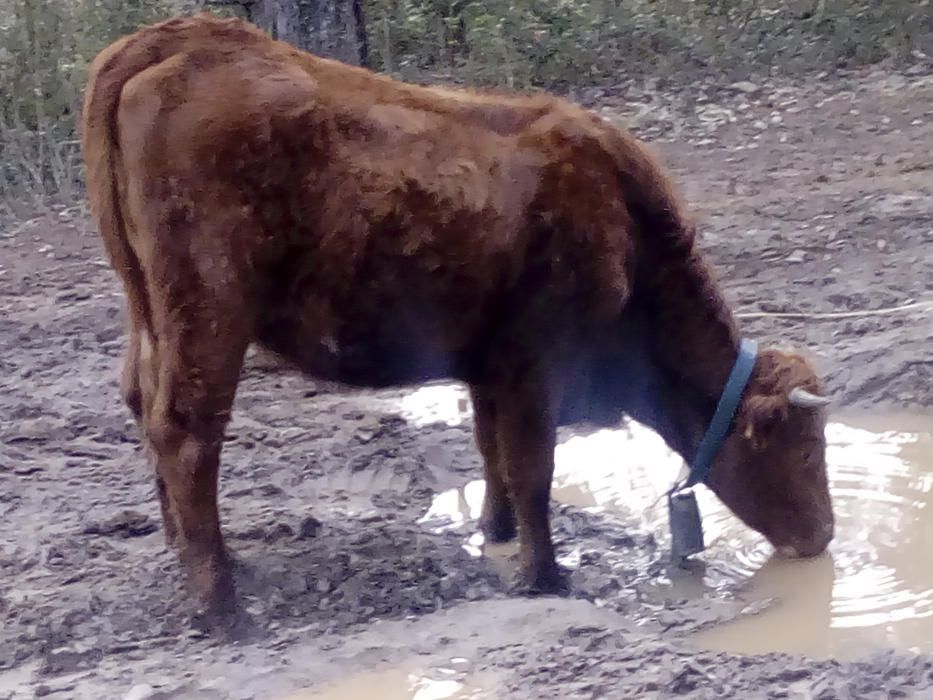 Fang i aigua. El bestiar aprofita l’existència de bassals d’aigua de pluja per beure.