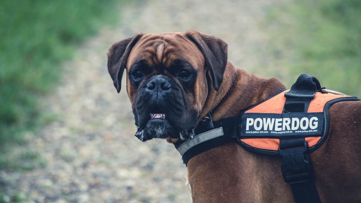 Los bóxer son perros guardianes por naturaleza.