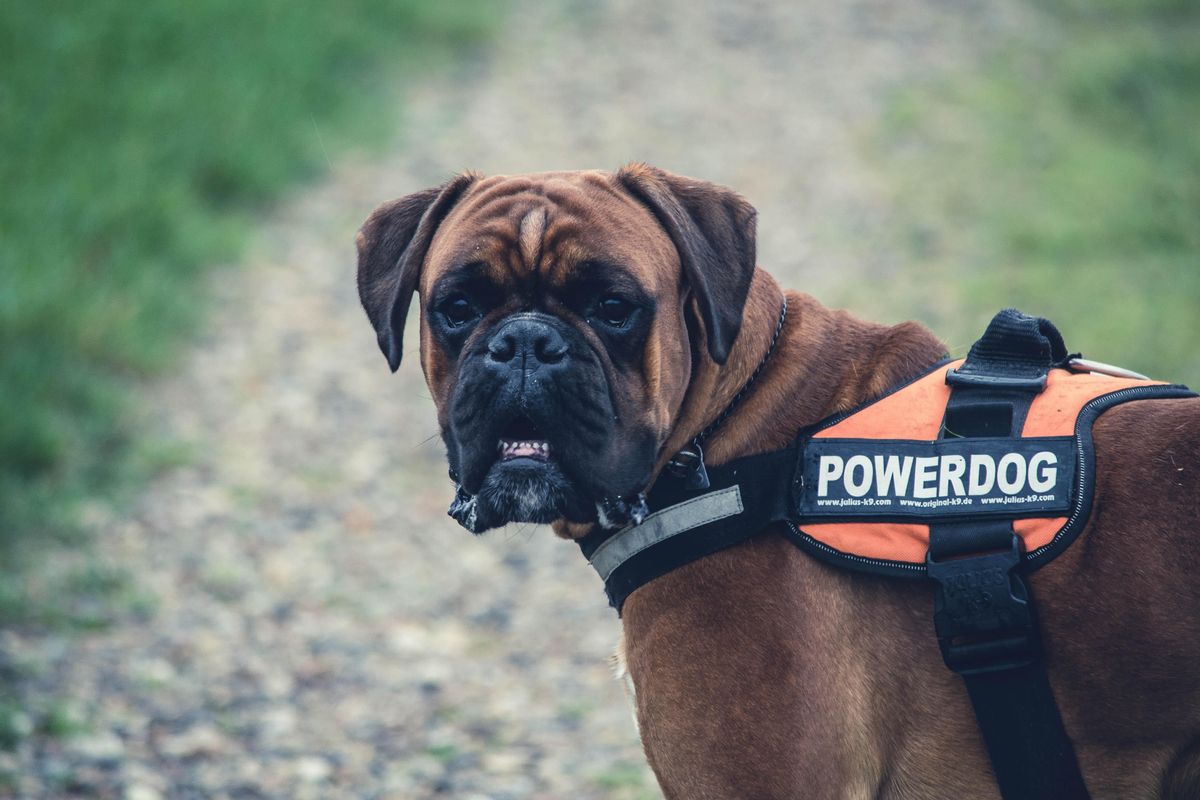 Los bóxer son perros guardianes por naturaleza.