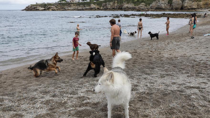 El 40% de las multas por perros en Gijón fue por estar sueltos fuera de zonas acotadas (y solo seis en todo el año por no recoger los excrementos)