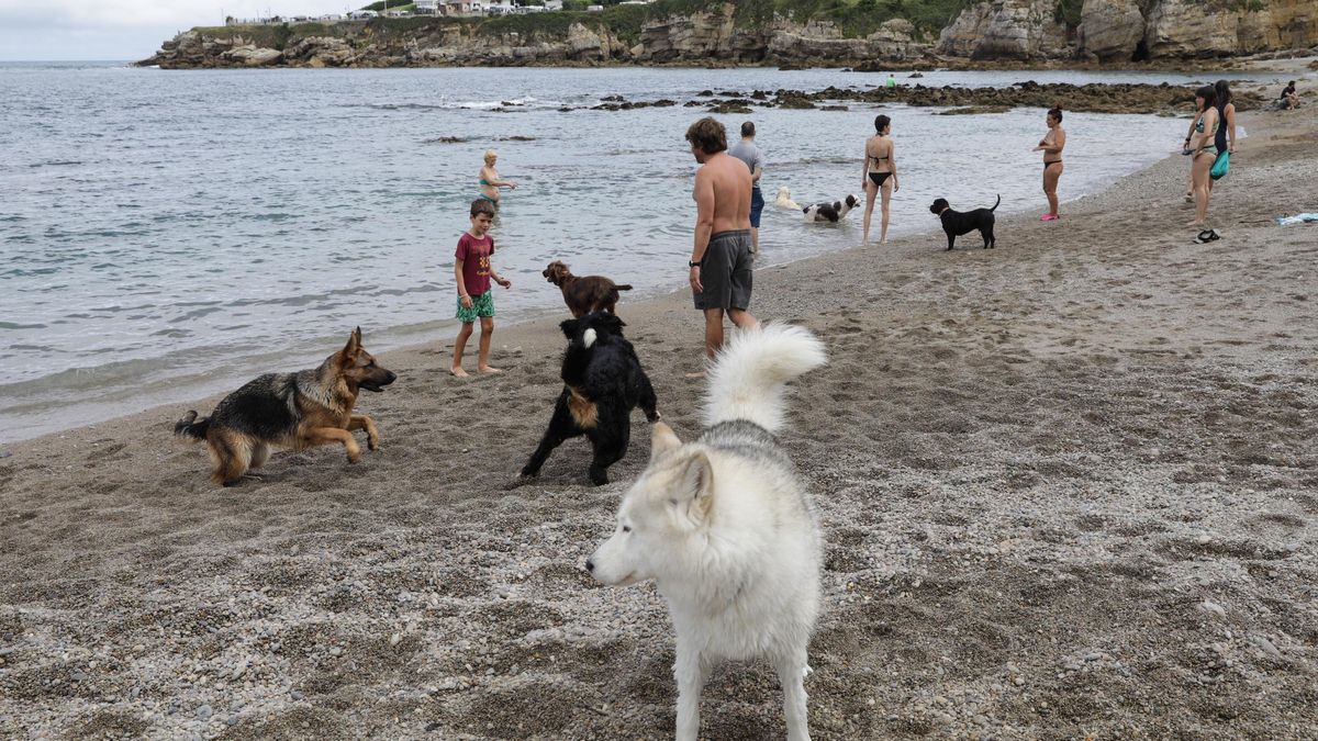 Perros en el Rinconín.