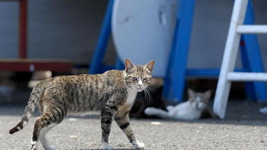 El Ayuntamiento ultima una campaña de esterilización de gatos