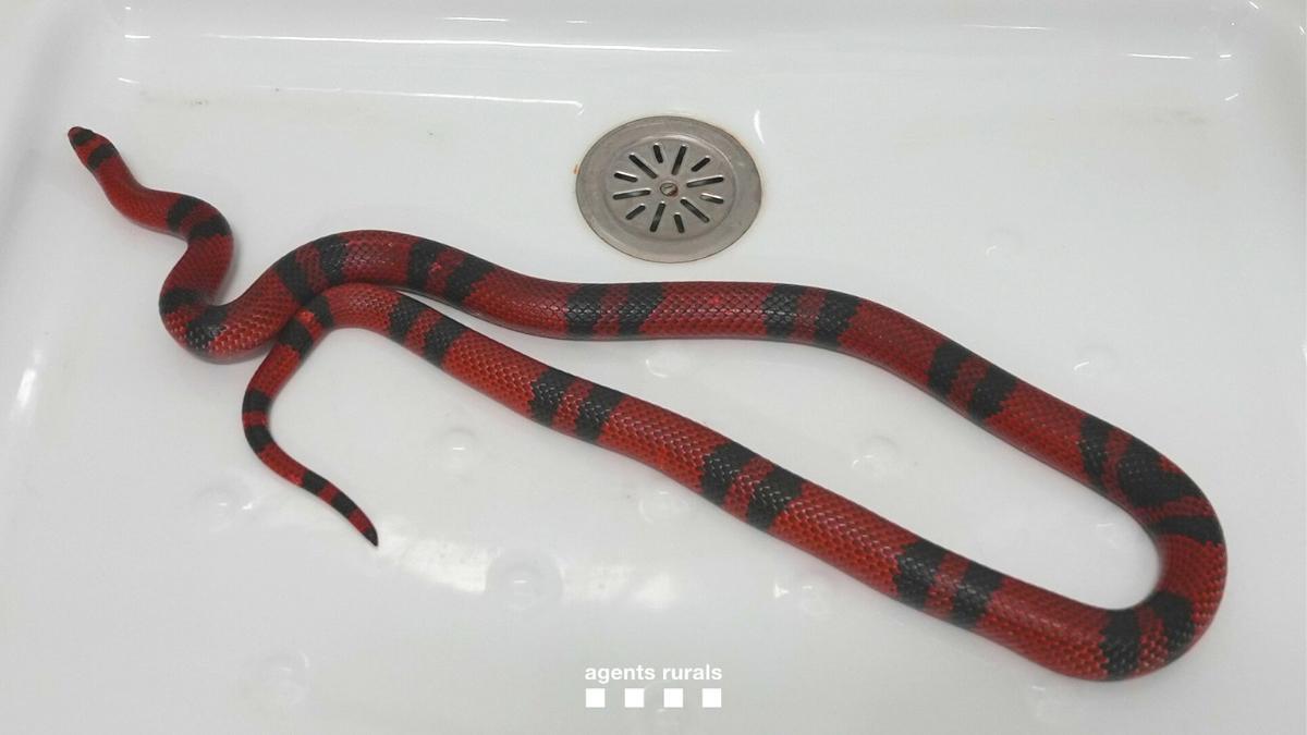 La serpiente encontrada en el baño de una casa en Terrassa