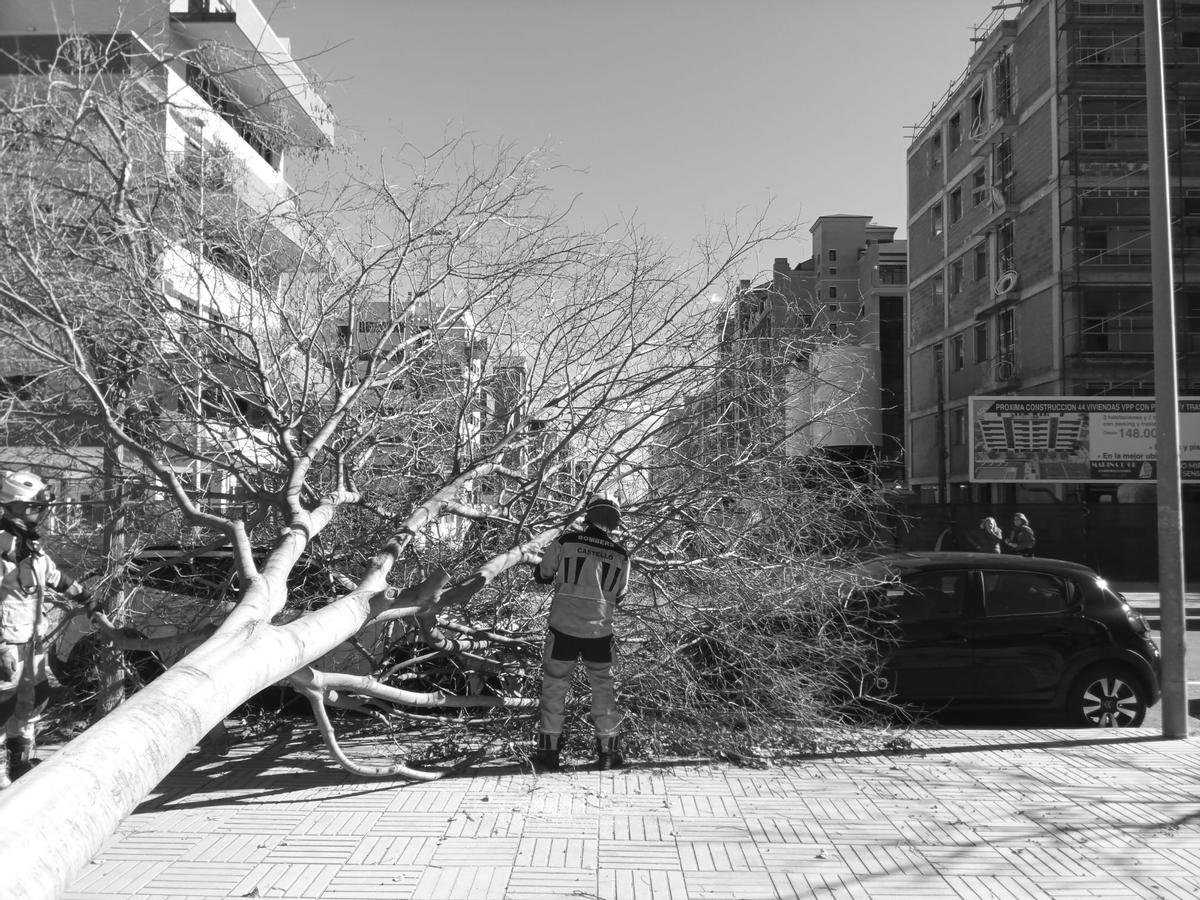 Caída de un árbol en Castelló.