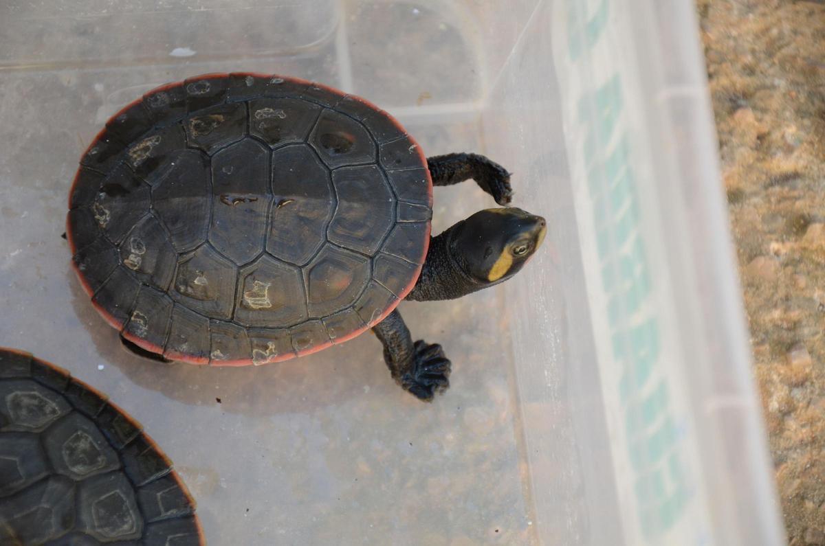 Diese Schildkröten sollen zwei Deutsche auf Mallorca illegal gezüchtet haben Diese Schildkröten sollen zwei Deutsche auf Mallorca illegal gezüchtet haben