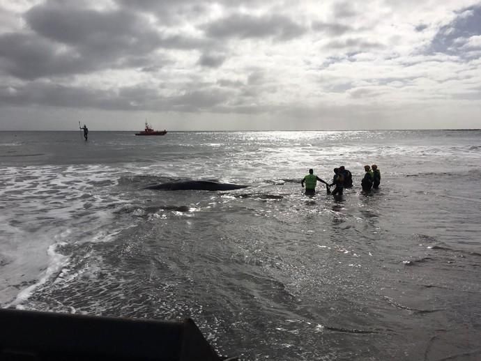 Un cachalote aparece muerto en la playa de Melenara