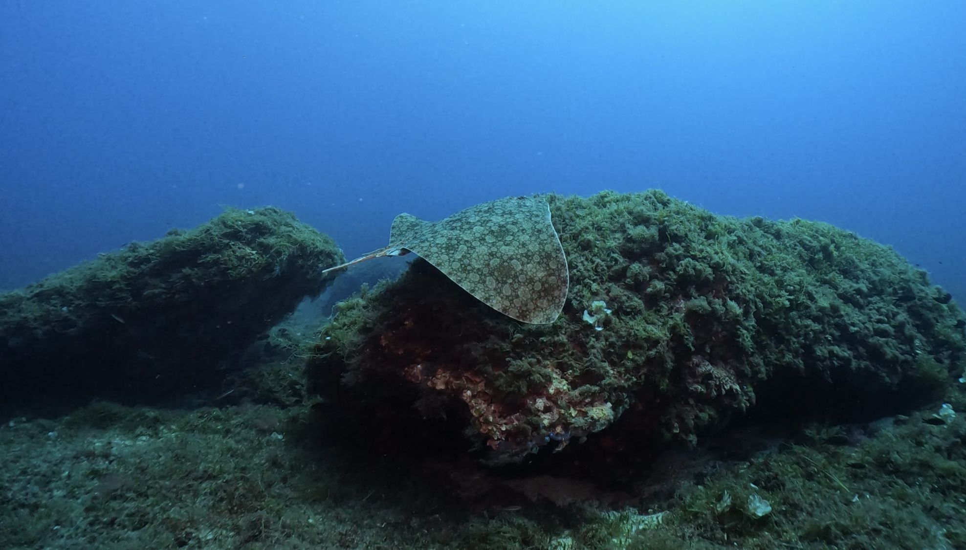 Mantellina (Gymnura altavela).