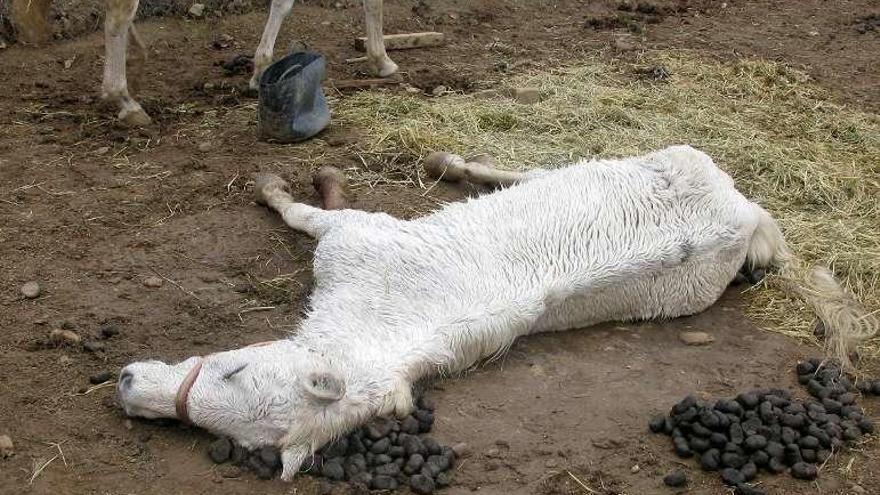Equino muerto en una parcela de Cigales, en Valladolid.